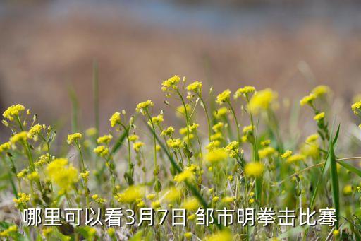 哪里可以看3月7日 鄒市明拳擊比騫