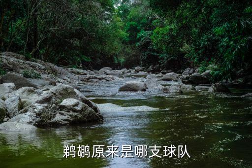 鵜鶘隊(duì)是哪個(gè)隊(duì),新奧爾良鵜鶘隊(duì)更名為鵜鶘team