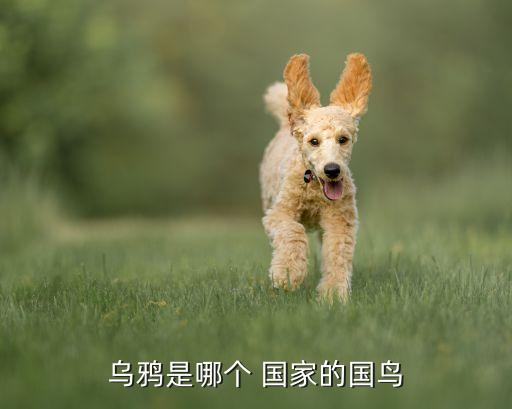烏鴉是哪個(gè) 國家的國鳥