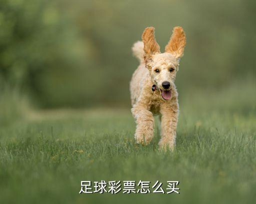 在哪個網站買足球彩,中國足球彩票:全場總進球數
