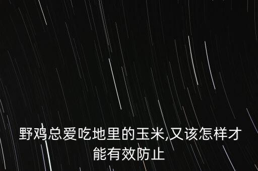  野雞總愛(ài)吃地里的玉米,又該怎樣才能有效防止