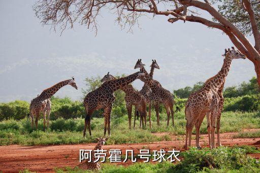 阿勞霍幾號球衣