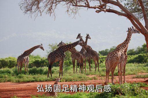 弘揚國足精神觀后感