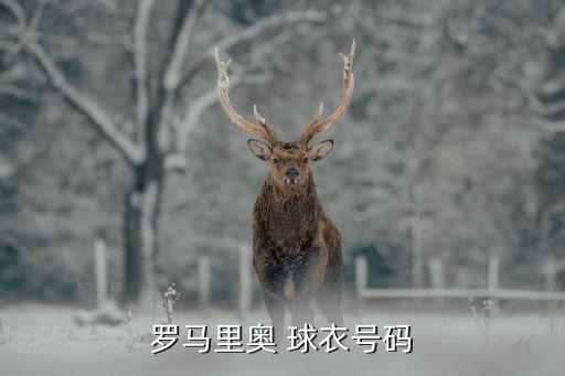 羅馬里奧 球衣號(hào)碼