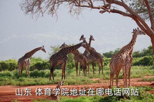 山東 體育學院地址在哪電話網(wǎng)站