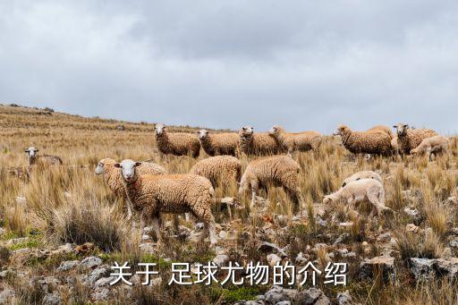 關于 足球尤物的介紹