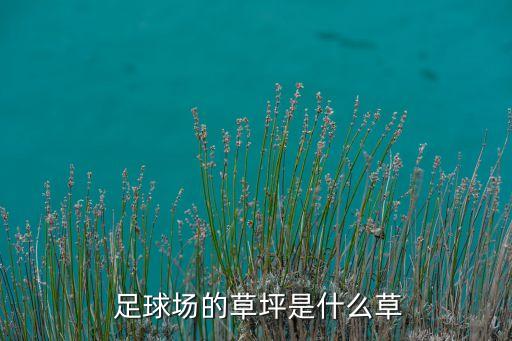 歐洲足球場(chǎng)圖片,歐洲最大的足球場(chǎng)排名