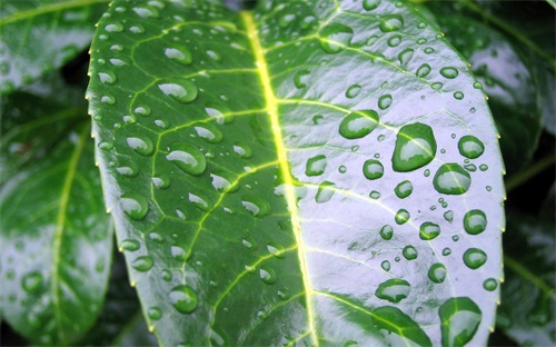 阿森納是哪個(gè)國(guó)家的,托特納姆熱切拜仁慕尼黑球隊(duì)爭(zhēng)冠軍