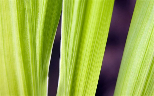 瑞典哪個(gè)半球,北半球:澳洲新西蘭南非馬達(dá)加斯加等